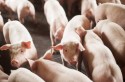 SC registra alta de 21,1% na exportação de carne suína