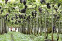 Chuvas afetam produção de uva em Marialva
