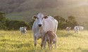 Gigante da pecuária atinge 85% no rastreio do gado de fornecedores indiretos na Amazônia