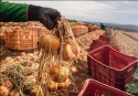 Problemas com qualidade afetam produção de cebola