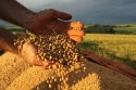 Por causa do clima, USDA revisa 'para baixo' produção de soja brasileira