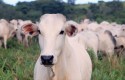 Reserva de estoque e aumento das exportações elevam preço da carne de boi