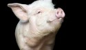 Em cotação de alta, carne suína supera demais proteínas no atacado