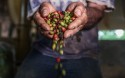 Produção de café aumenta 102% em quatro anos no MT