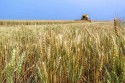 Após produção recorde e queda de preço em 2022, cotações do trigo nacional voltam a subir