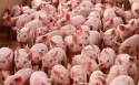 Produtores de carne suína voltam a lucrar