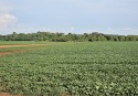 Mato Grosso prorroga plantio da soja até 13 de janeiro