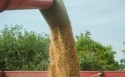 Apesar de alta na produção, Brasil deve importar mais trigo em 2024