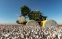 Brasil caminha para superar EUA em exportação de algodão ainda neste ano