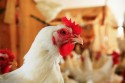 USDA prevê crescimento nas exportações de frango do Brasil em 2024