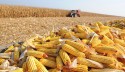 Paraná projeto produzir 14,4 milhões de toneladas de milho