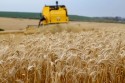Vendas externas de trigo totalizaram 2,4 milhões de toneladas em 2023