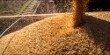 Projeção para safra de grãos 2023/24 é de 306,4 milhões de toneladas