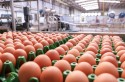 Preço do ovo recua ao menor nível em dois anos