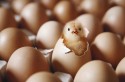 Receita de exportações com de genética avícola alcança US$ 240 milhões