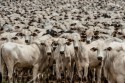 Abate de bovinos em Mato Grosso é recorde em 2023