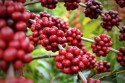 Expectativas sobre o clima causam fortes volatilidades no preço do café