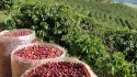 Produção de café deve ultrapassar 58 milhões de sacas, segundo Conab