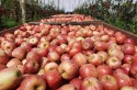 Negociações de maçã têm déficit de US$ 134 bi em 2023