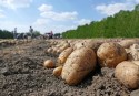 Chuvas no plantio resultam em menor colheita de batata em janeiro