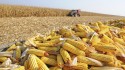 Preço do milho sofre pressão para baixo, com recuo da demanda