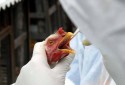 Último foco de gripe aviária no Brasil foi registrado há mais de 1 mês