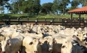 Por melhores preços, pecuaristas buscam negociações pontuais no mercado interno