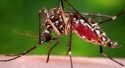 Brasil chega a 12 mortes e cerca de 120 mil casos de Dengue em apenas três semanas