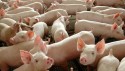Queda expressiva da demanda leva a desvalorização da carne suína
