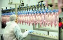 Carne de frango amplia competitividade frente à bovina