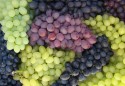 Consumo de uvas pode beneficiar saúde ocular