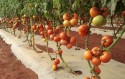 Plantações de tomate tem maturação reduzida e preços sobem no atacado