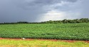 Cadastro de áreas de plantio de soja vai até 31 de janeiro em MS
