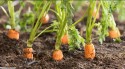 Preço da cenoura dispara quase 150% em um mês