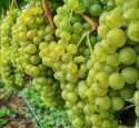 Santa Catarina vai produzir vinhos finos com uvas sustentáveis