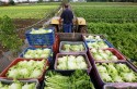 Agricultores da Bahia irão fornecer mais de 8 mil toneladas de alimentos à rede socioassistencial