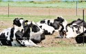 Qualidade do descanso das vacas tem impacto direto na produção de leite, diz estudo