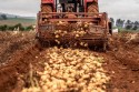 Com menos chuva, preços da batata começam a recuar