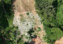 Primeira etapa da recuperação florestal é concluída em São Sebastião
