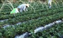 Cearenses receberão 2,9 mil toneladas de alimentos doados pela agricultura familiar