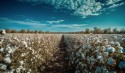 Estimativa aponta tendências de safra para algodão soja e milho no MT