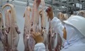 O maior frigorífico de carne de jacaré do mundo fica no Brasil e é referência no setor (VÍDEO)