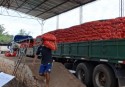 Cebola argentina começa a chegar ao Brasil, mas qualidade ainda é considerada ruim