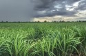 Chegada de frente fria deve trazer chuva aos canaviais do Sul e Sudeste