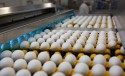 Exportações de ovos tem melhor resultado, desde agosto passado