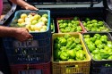 Agricultores de SC vão fornecer 30,5 toneladas de alimentos pelo PAA