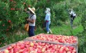 SC realiza evento de abertura da colheita da maçã