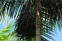 Açaí contará com controle de Zoneamento Agrícola de Risco Climático