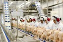 Alta nas exportações impulsionam a cotação do frango no mercado doméstico