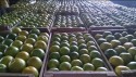 Com 83% de aumento, preço da laranja pera atinge recorde histórico
